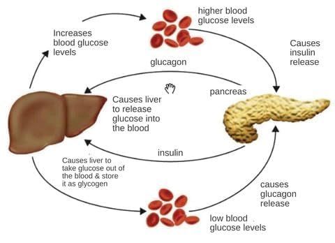 Sugar Control Li4 Acupressure Point Clip Wearable – Supporting Acupressure Relaxation, Stress Alleviation, Tension Relief And Headache Relief Hand Clip Migraine Pressure Point Clip